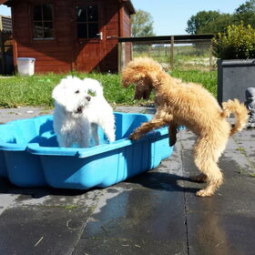Hondenfoto van Inge, baasje van Gina, Flynn en Wobbe