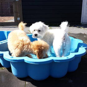 Hondenfoto van Inge, baasje van Gina, Flynn en Wobbe