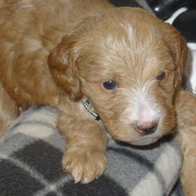 Senna, 4,5 weken oud
