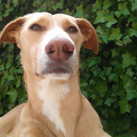 Hondenfoto van Anita