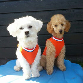 Hondenfoto van Inge, baasje van Gina, Flynn en Wobbe