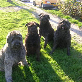 Lex, Doos,Juno en Bart Doos is naar het buiten terrein gegaan…