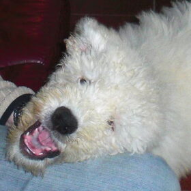 Komondor Makacs 2 maanden