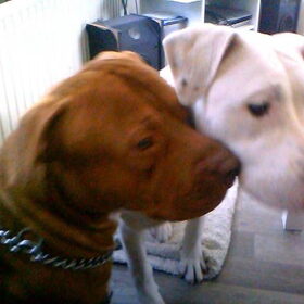 ceasar (rednose) en kyla dogo argentino