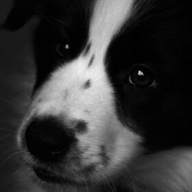 Hondenfoto van Bugs      **Taz**