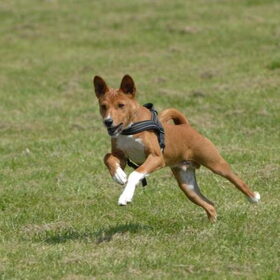 1ste keer coursing