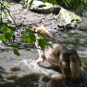 Wolf in de dierentuin