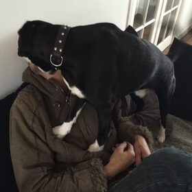 Zit! Blijf!.. en aanvaard mijn honden tongzoen!