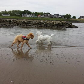 Hondenfoto van Inge, baasje van Gina, Flynn en Wobbe