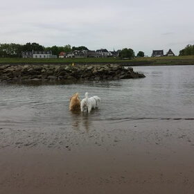 Hondenfoto van Inge, baasje van Gina, Flynn en Wobbe