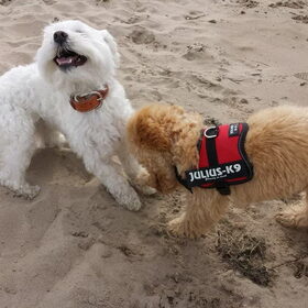 Hondenfoto van Inge, baasje van Gina, Flynn en Wobbe