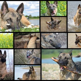 Hondenfoto van Lisanne, Misha, Tessa&Arrow