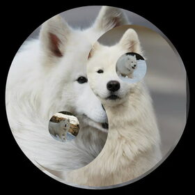 Hondenfoto van Team Black & White
