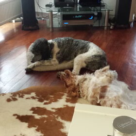 Hondenfoto van Crissy, Joey en Kiwi