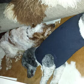 Hondenfoto van Crissy, Joey en Kiwi