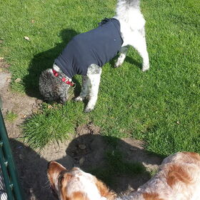 Hondenfoto van Crissy, Joey en Kiwi