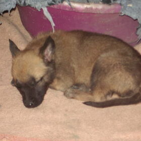 gwenny in haar eerste week bij ons
