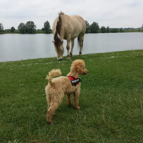 Hondenfoto van Inge, baasje van Gina, Flynn en Wobbe