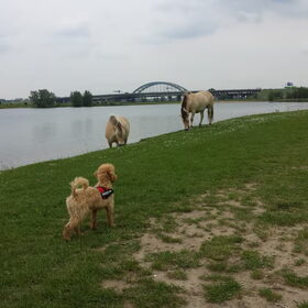 Hondenfoto van Inge, baasje van Gina, Flynn en Wobbe