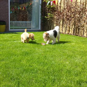 Hondenfoto van Inge, baasje van Gina, Flynn en Wobbe