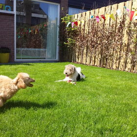 Hondenfoto van Inge, baasje van Gina, Flynn en Wobbe