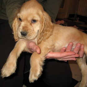 Hondenfoto van Kim & Peet met Cooper & Quiero
