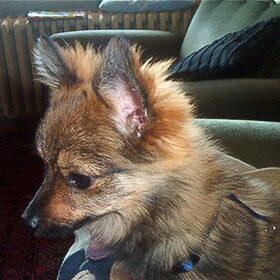 mijn lievste hondje cocha