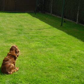 Hondenfoto van Silvia, Blackie & Saffira