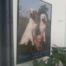 Hondenfoto van Golden Girls 