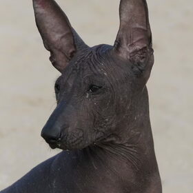 Hondenfoto van Peruaanse Naakthonden / Peludo's