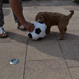 Heerlijke spelen met de bal