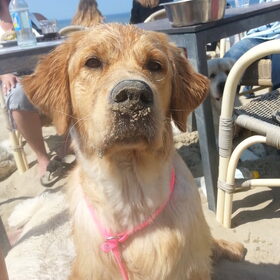 Hondenfoto van Golden Girls 