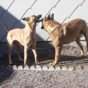 hey hier zijn de ouders van de pups ,hij falco is een hele…