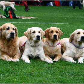 Hondenfoto van Golden Girls 