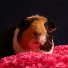 Mn knappe caafje Fay