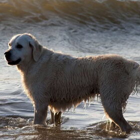 Hondenfoto van Golden Girls 
