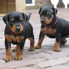 Pepe Le Paw Vandervord & Pablo Con Diablo Vandervord. Deze 2…