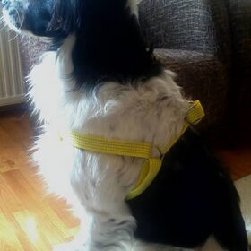 Bruno's nieuwe tuig! Geel :)