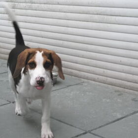 Hondenfoto van Louie