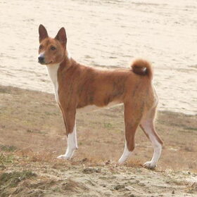 In de Duinen