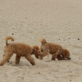Poedelwandeling Drunense duinen (2)