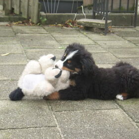 Hondenfoto van Lisa & doggs