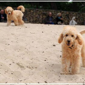 Poedelwandeling Drunense duinen (15)
