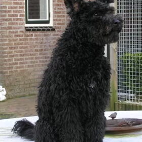 Hondenfoto van Twister's pumikennel