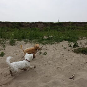 Hondenfoto van Inge, baasje van Gina, Flynn en Wobbe