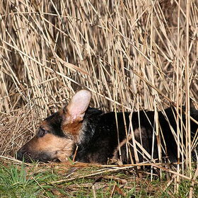 Djangie tussen het riet