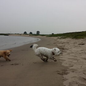 Hondenfoto van Inge, baasje van Gina, Flynn en Wobbe
