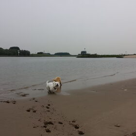 Hondenfoto van Inge, baasje van Gina, Flynn en Wobbe