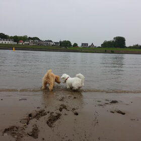 Hondenfoto van Inge, baasje van Gina, Flynn en Wobbe