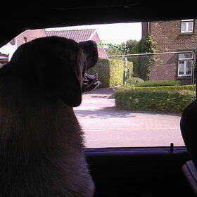 Zelfs met een fris briesje vindt ze het heerlijk in de auto.